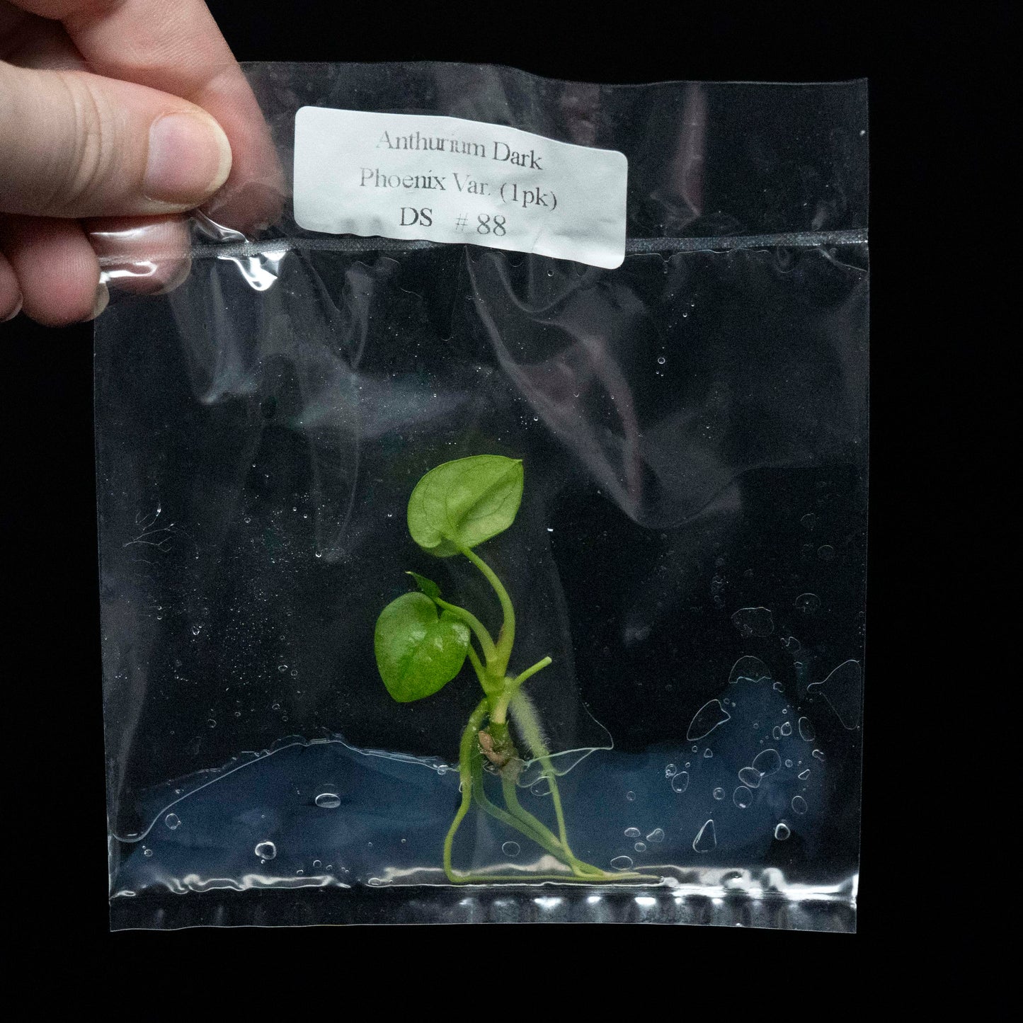 Anthurium Dark Phoenix Variegated - Tissue Culture Plantlet *Seller's Choice*