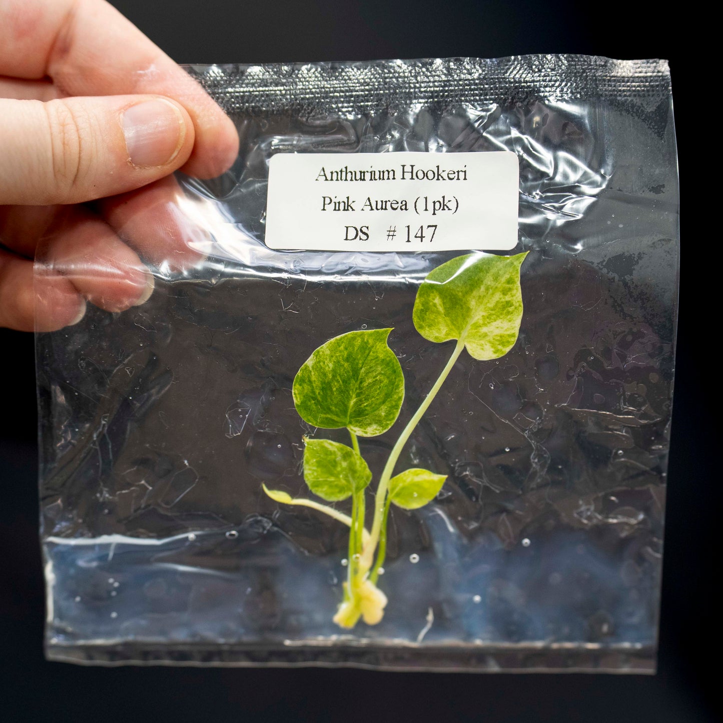 Anthurium Hookeri Pink Aurea Tissue Culture Plantlet *Seller's Choice*