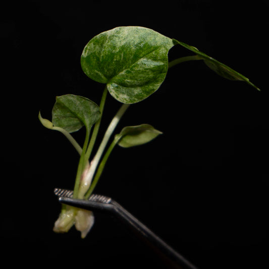 Anthurium Hookeri Pink Aurea Tissue Culture Plantlet *Seller's Choice*