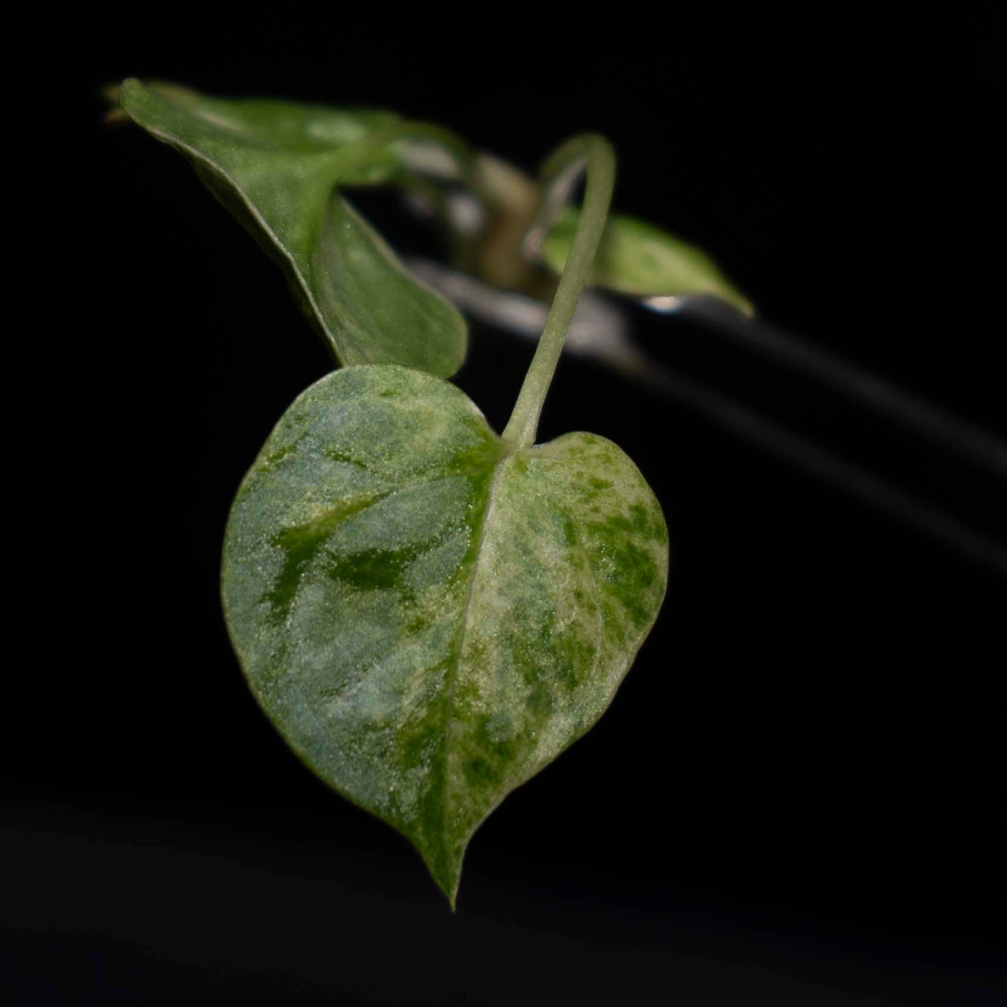 Anthurium Hookeri Pink Aurea Tissue Culture Plantlet *Seller's Choice*