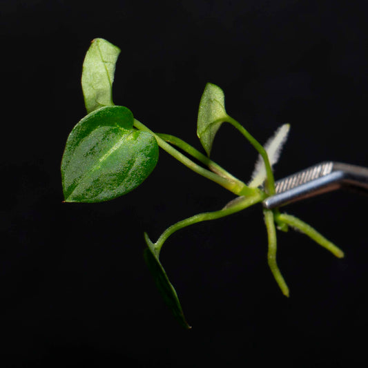 Anthurium Silver Blush 5 PK - Tissue Culture Plantlet *Seller's Choice*