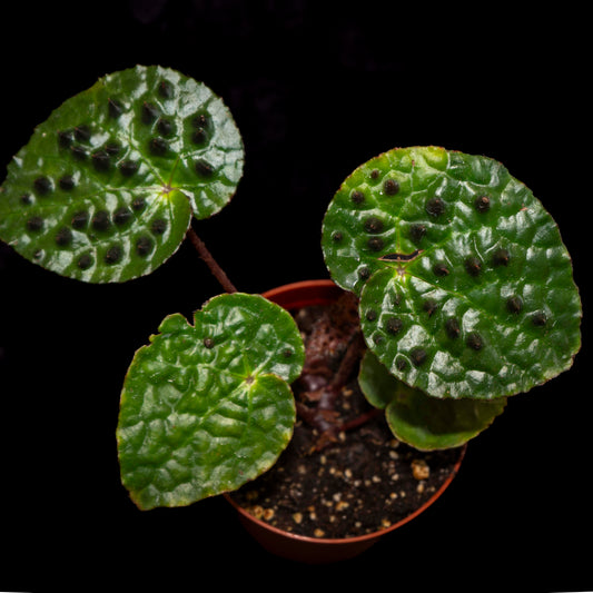 Begonia ferox *Grower's Choice*