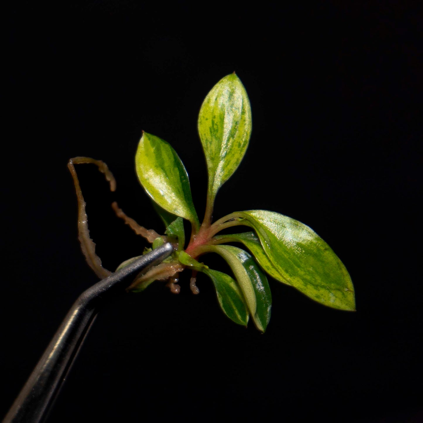 Philodendron Birkin Aurea - Tissue Culture Plantlet *Seller's Choice*