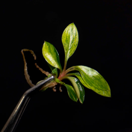 Philodendron Birkin Aurea - Tissue Culture Plantlet *Seller's Choice*
