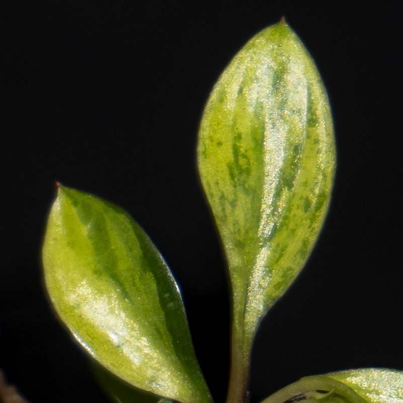 Philodendron Birkin Aurea - Tissue Culture Plantlet *Seller's Choice*