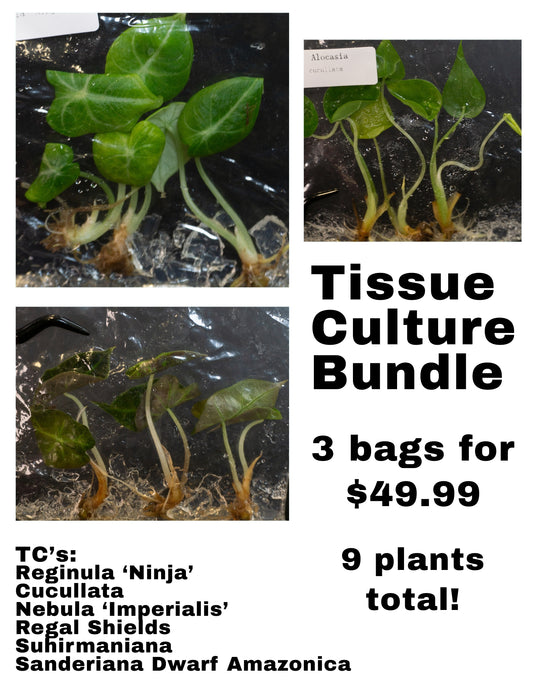 3-Pack Alocasia TC Bundle *Growers Choice* (1102)