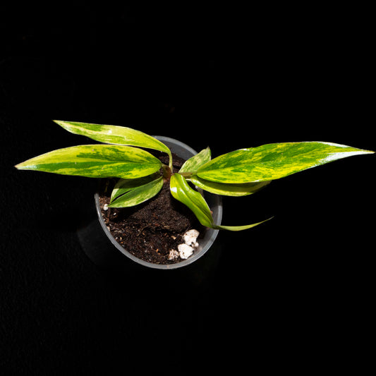 Philodendron Caramel Marble Variegated - Starter Plant *Grower's Choice*