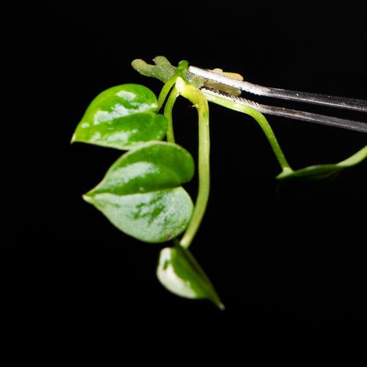 Anthurium Clarinervium x Hybrid Sulanjana - Tissue Culture Plantlet *Seller's Choice*