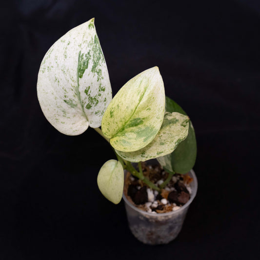 Scindapsus 'Creme Brulée' *EXACT PLANT*