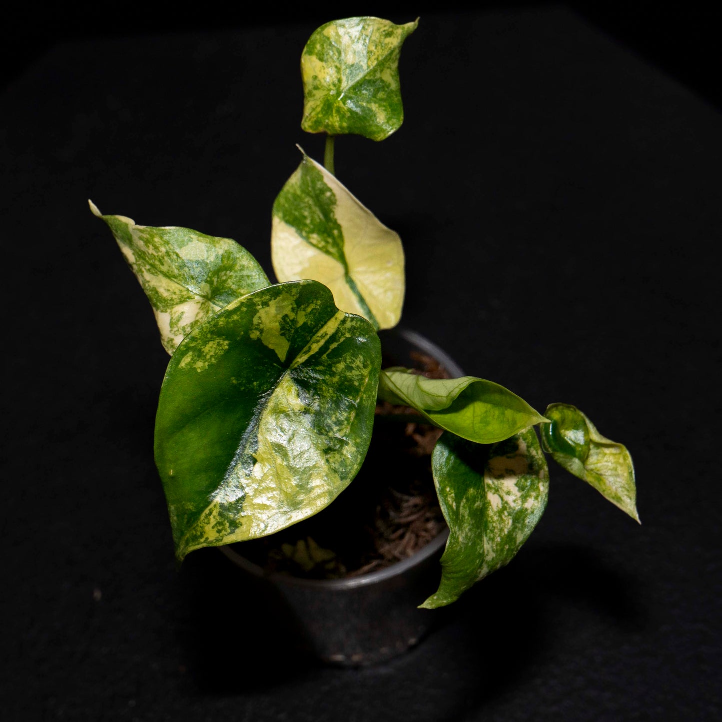 Alocasia Silver Dragon Aurea - Starter Plant *Grower's Choice*