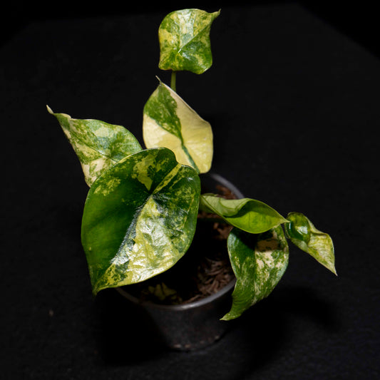 Alocasia Silver Dragon Aurea - Starter Plant *Grower's Choice*