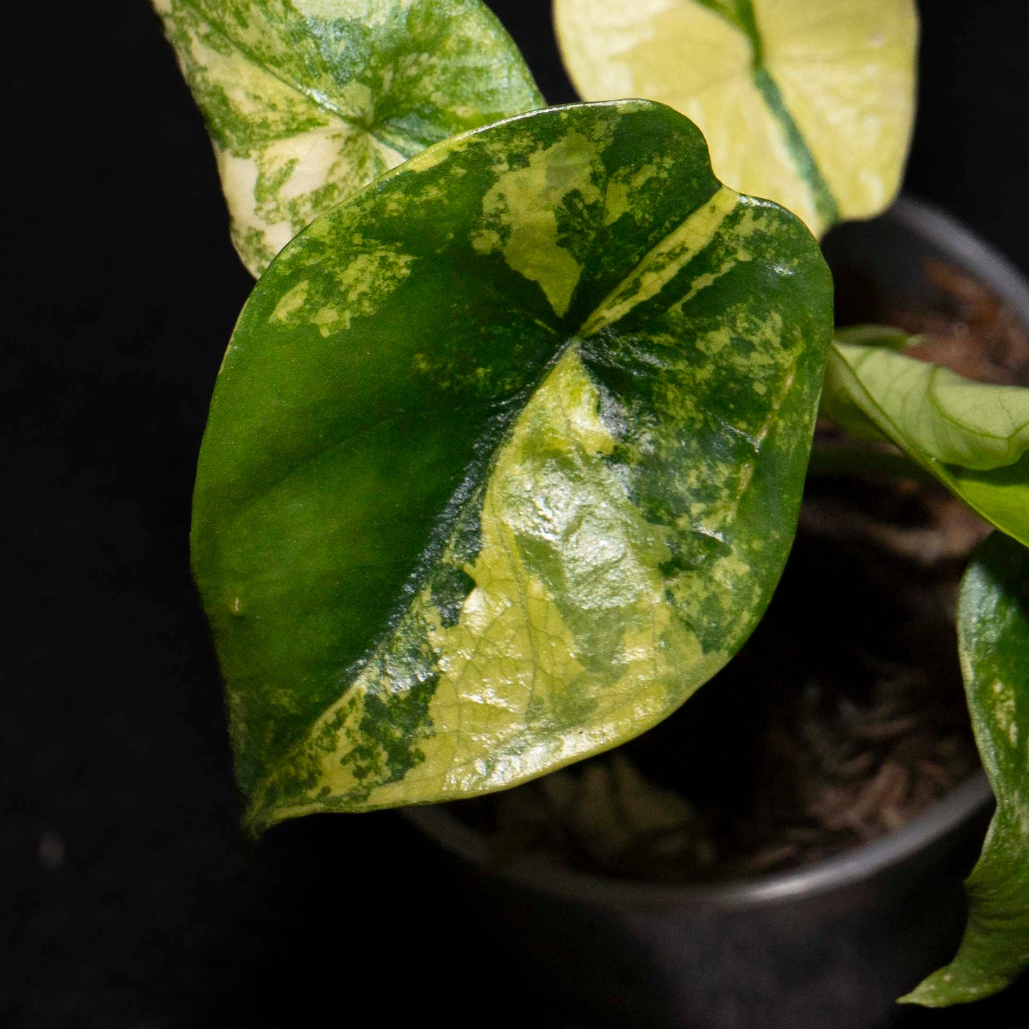 Alocasia Silver Dragon Aurea - Starter Plant *Grower's Choice*