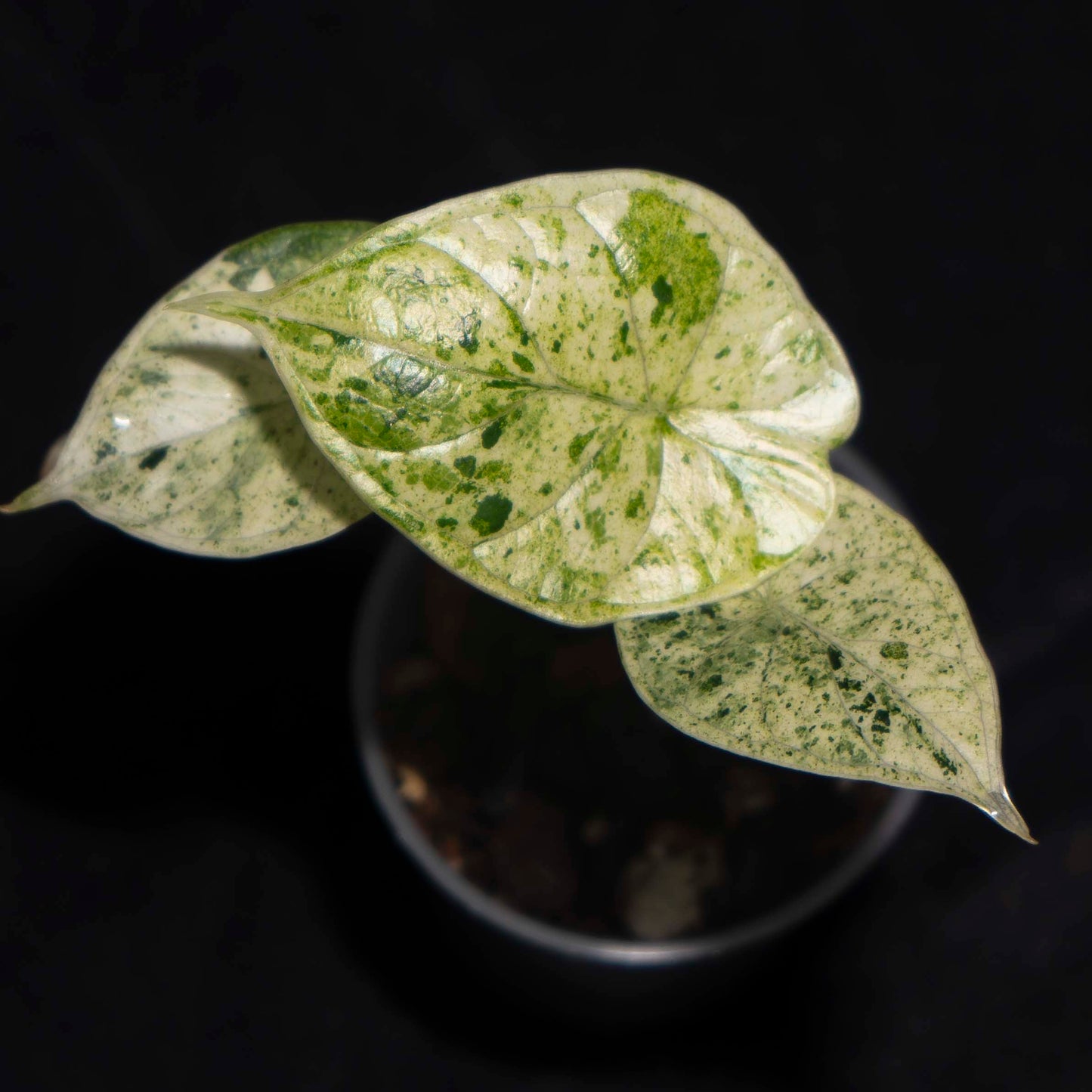 Alocasia Dragon Scale mint variegated *Grower's Choice*