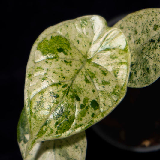 Alocasia Dragon Scale mint variegated *Grower's Choice*