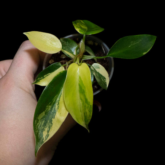 Florida Beauty - Starter Plant *Grower's Choice*