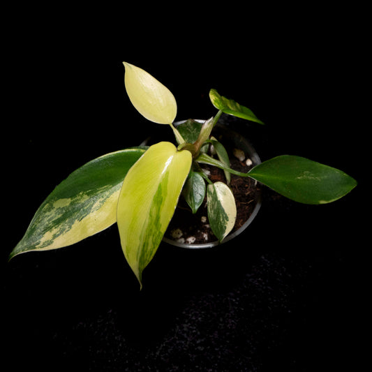 Florida Beauty - Starter Plant *Grower's Choice*