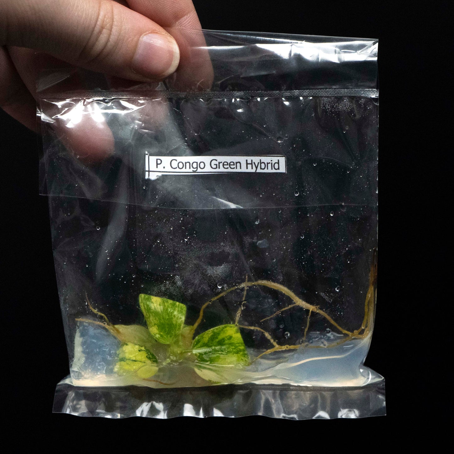 Philodendron 'Congo Green' Hybrid Variegated - Tissue Culture Plantlet *Seller's Choice*