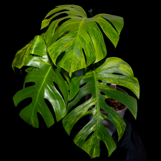 Monstera Deliciosa 'Green On Green' Variegata *EXACT PLANT*