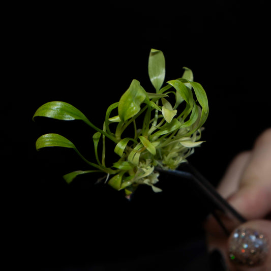 Homalomena 'Mint Melon' - Tissue Culture Plantlet *Seller's Choice*
