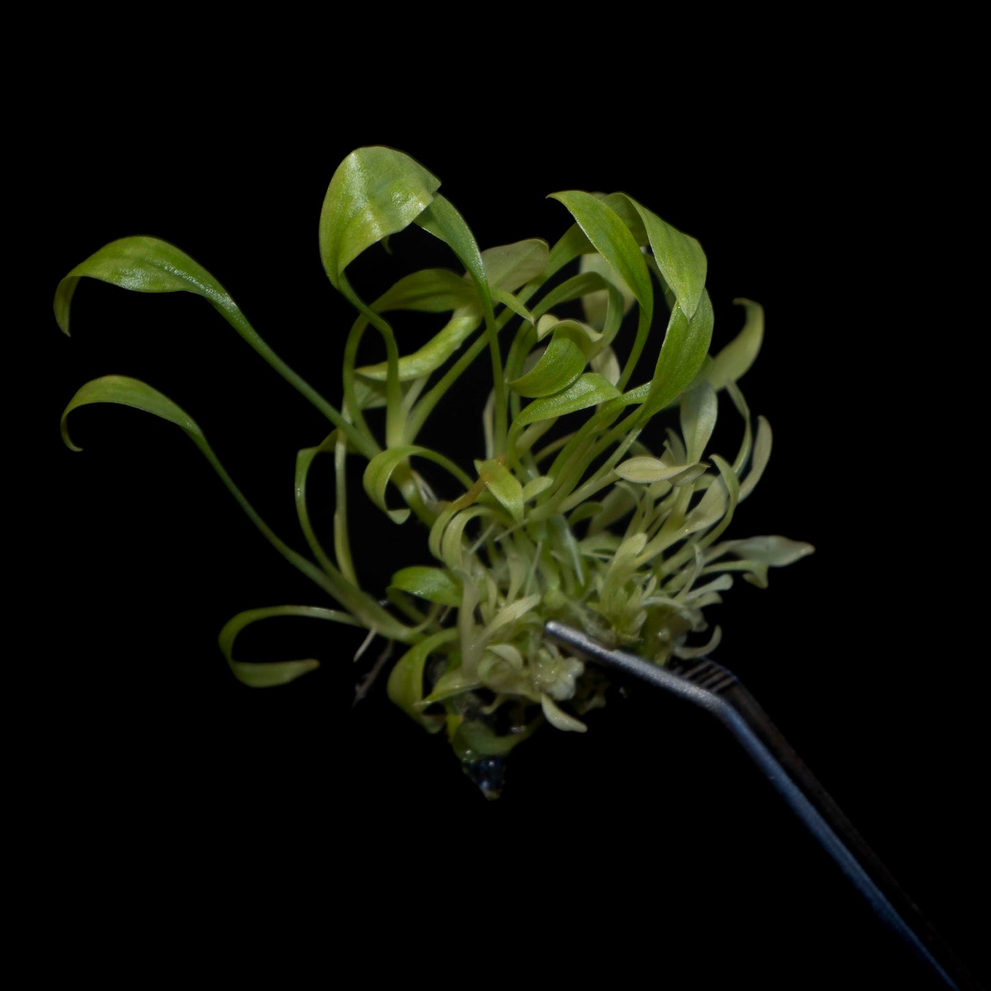 Homalomena 'Mint Melon' - Tissue Culture Plantlet *Seller's Choice*