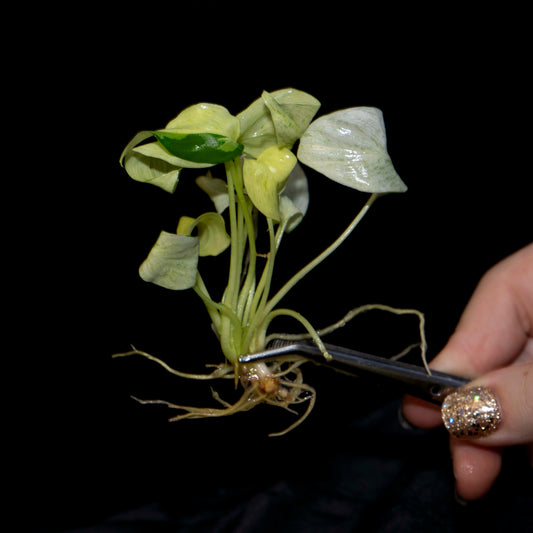 Homalomena Sulcata 'Cream Frost' - Tissue Culture Plantlet *Seller's Choice*
