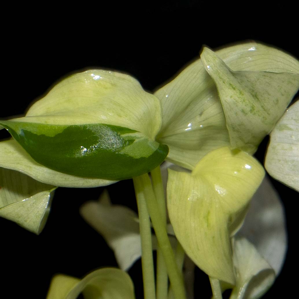 Homalomena Sulcata 'Cream Frost' - Tissue Culture Plantlet *Seller's Choice*