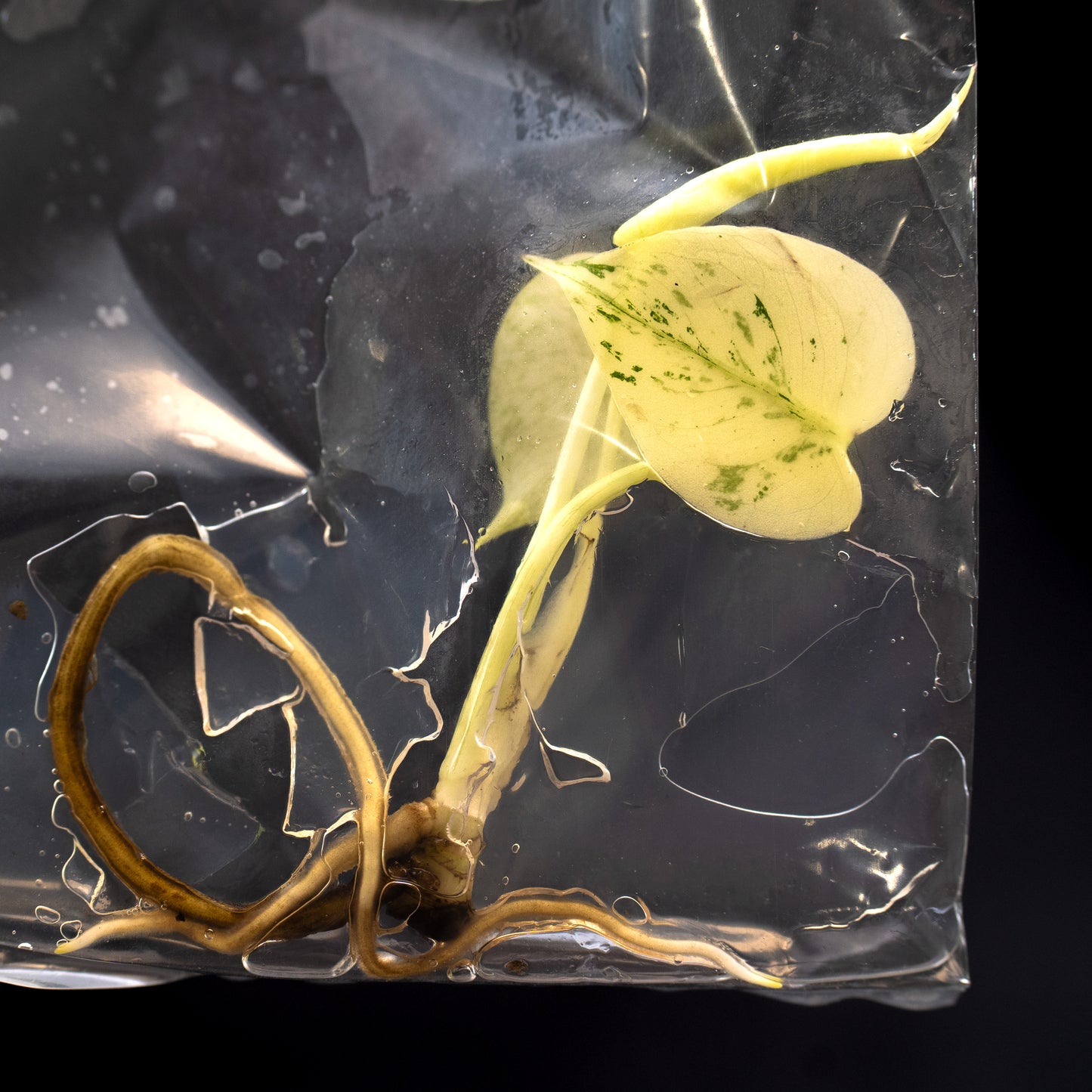 Monstera deliciosa 'White Monster' Tissue Culture Plantlet *Seller's Choice*