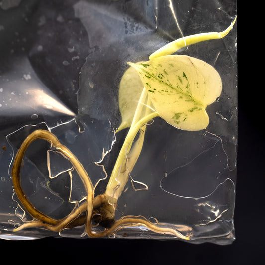 Monstera deliciosa 'White Monster' Tissue Culture Plantlet *Seller's Choice*