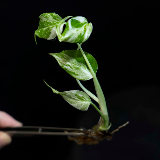 Monstera Deliciosa Borsigiana Albo - Tissue Culture Plantlet *Seller's Choice*