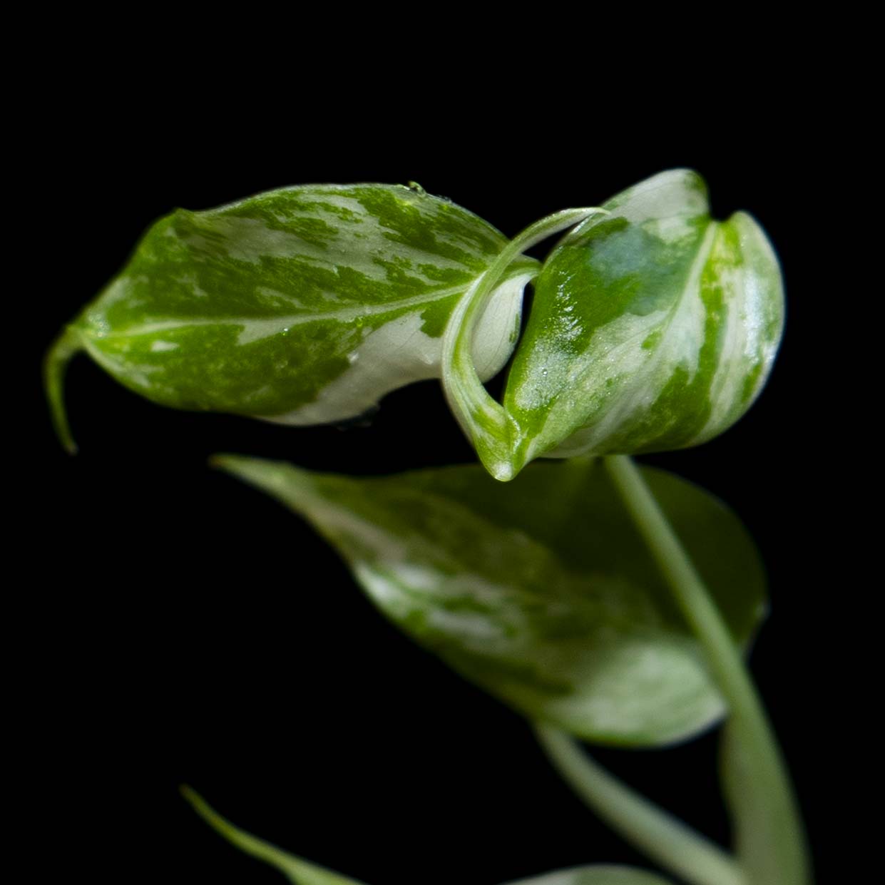 Monstera Deliciosa Borsigiana Albo - Tissue Culture Plantlet *Seller's Choice*