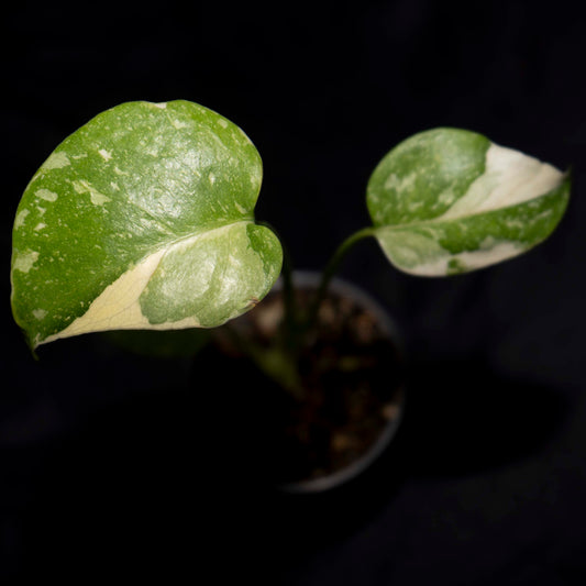 Monstera deliciosa 'Creme Brulee' *Grower's Choice*