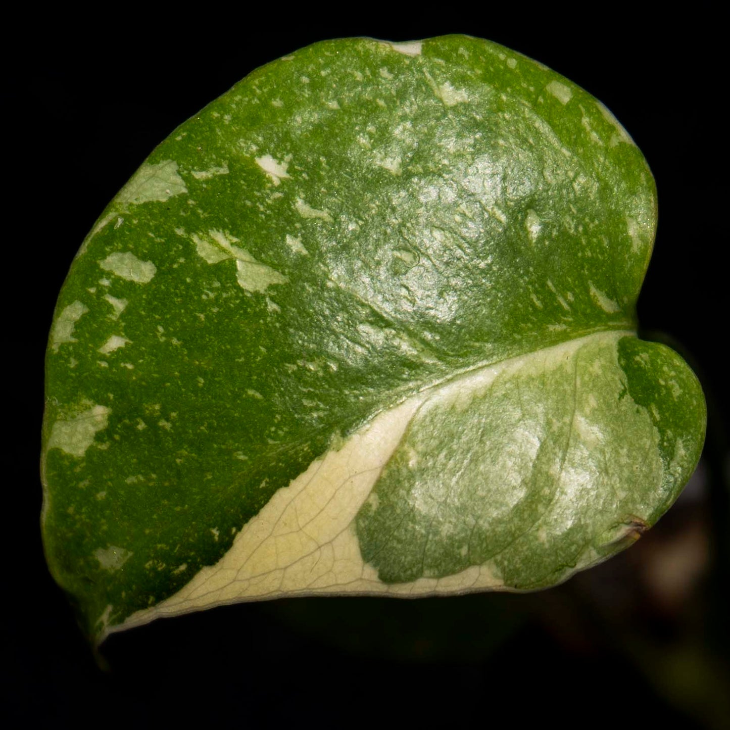 Monstera deliciosa 'Creme Brulee' *Grower's Choice*