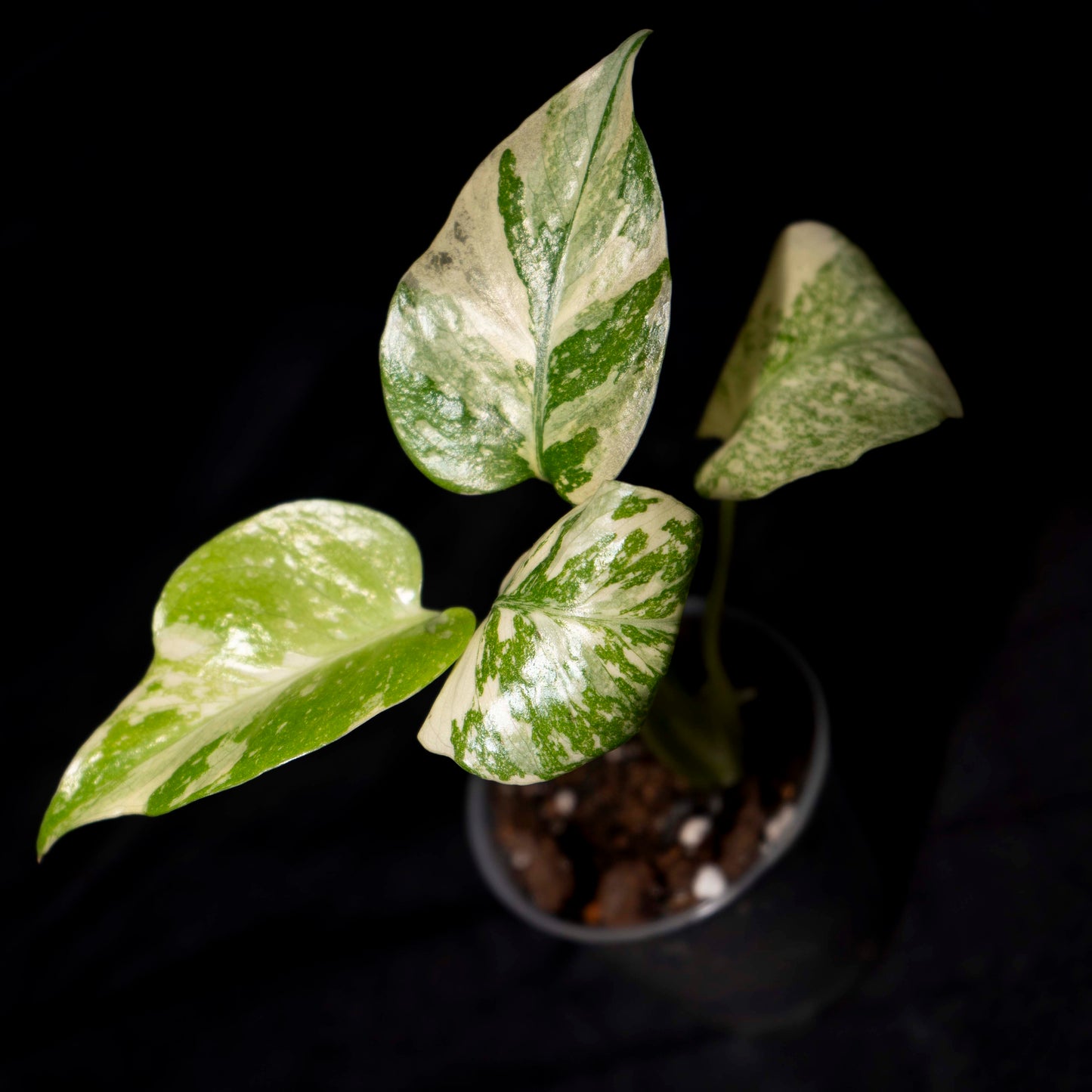 Monstera deliciosa 'Legacy' *Grower's Choice*