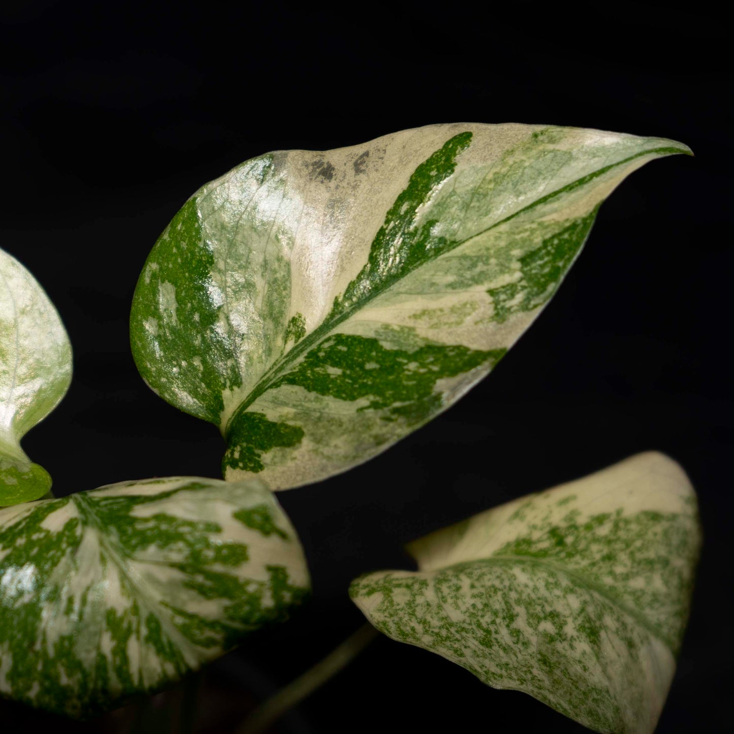 Monstera deliciosa 'Legacy' *Grower's Choice*