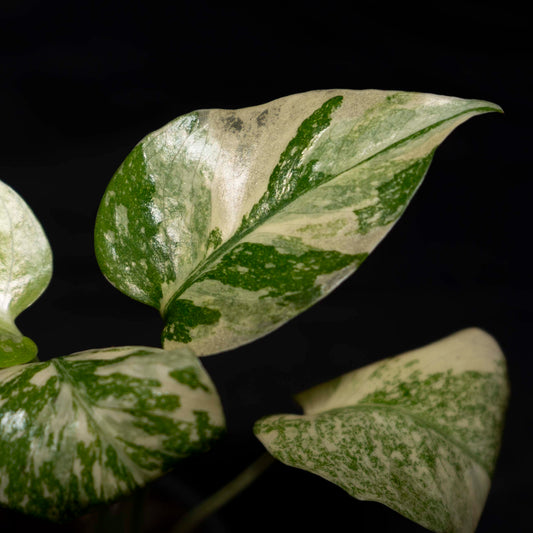 Monstera deliciosa 'Legacy' *Grower's Choice*