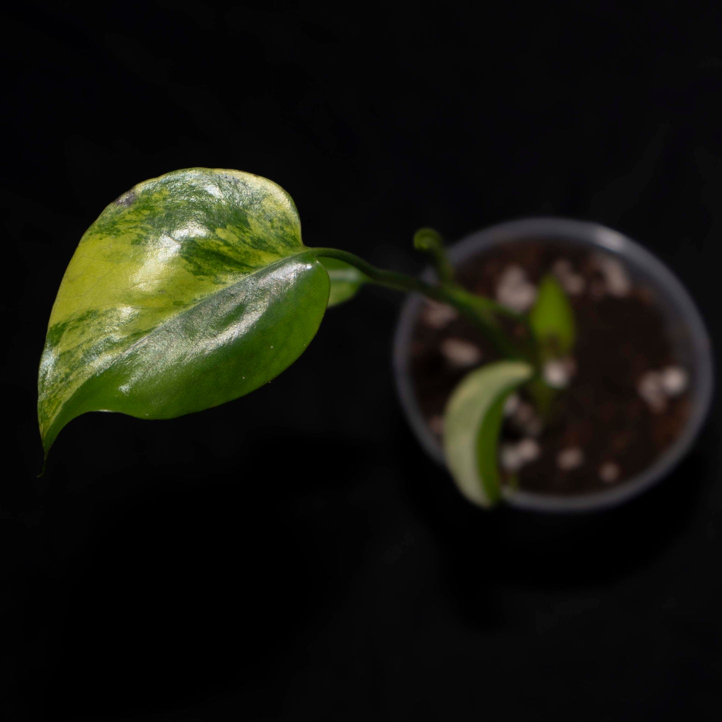 Monstera deliciosa 'Yellow Marilyn' *Grower's Choice*