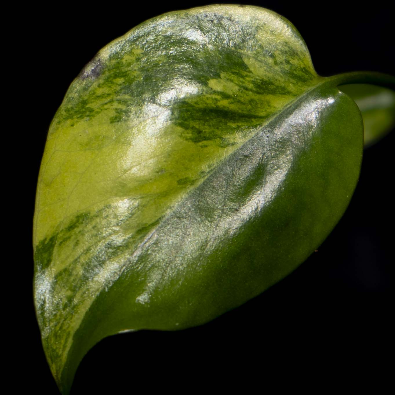 Monstera deliciosa 'Yellow Marilyn' *Grower's Choice*
