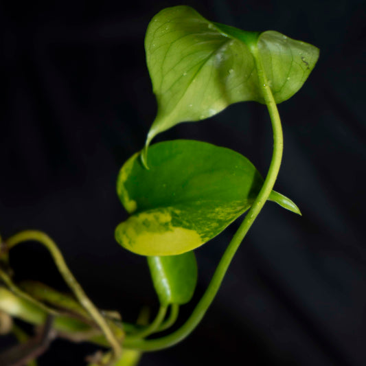 Monstera Deliciosa Aurea LARGE FORM - Tissue Culture Plantlet *Seller's Choice*