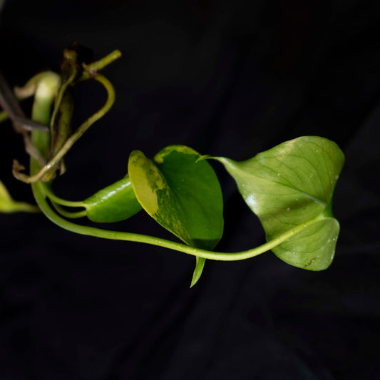 Monstera Deliciosa Aurea LARGE FORM - Tissue Culture Plantlet *Seller's Choice*