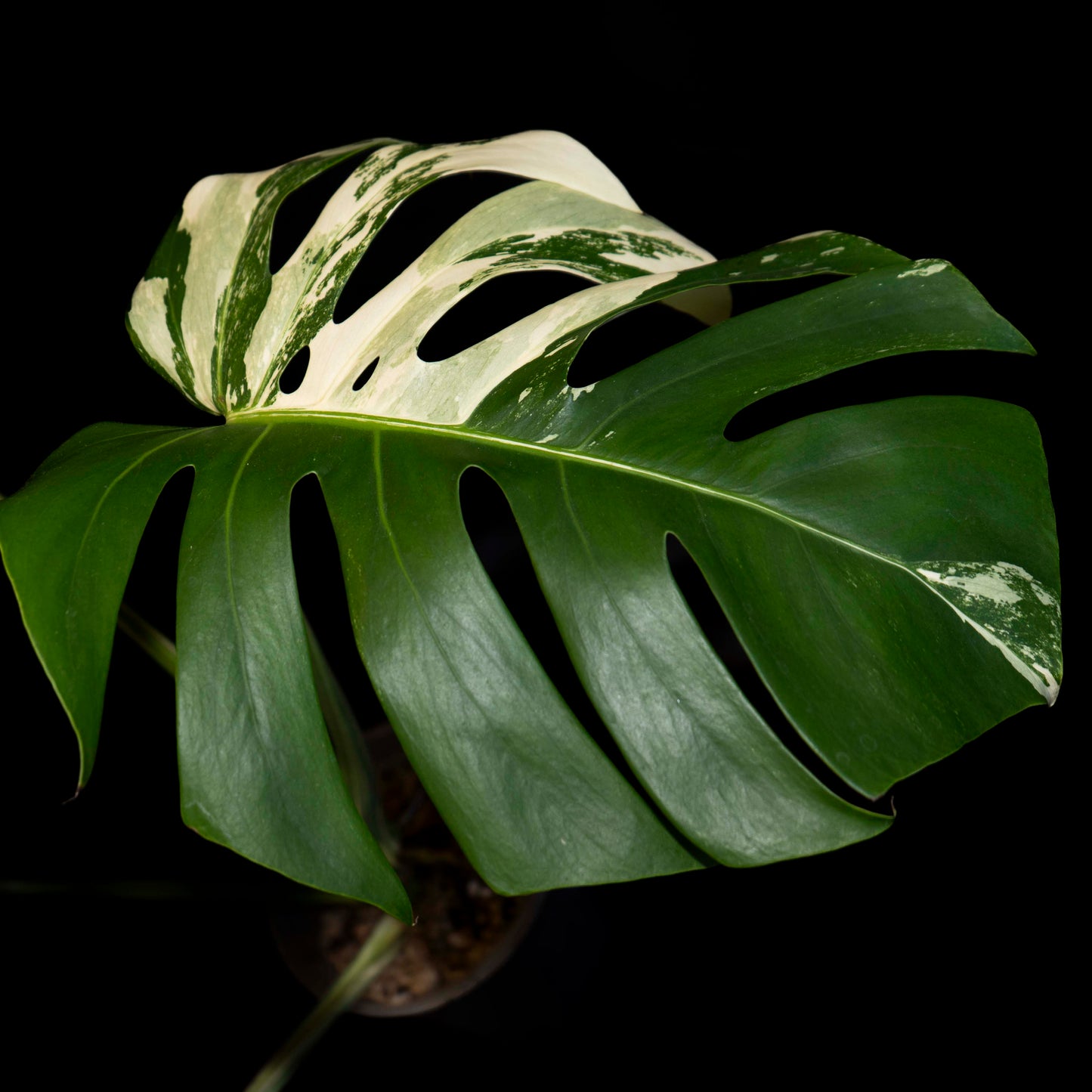 Monstera Deliciosa Borsigiana Albo  - *EXACT PLANT*