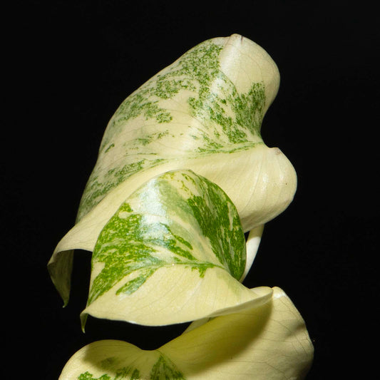 Monstera Deliciosa 'Legacy' - Tissue Culture Plantlet *Seller's Choice*