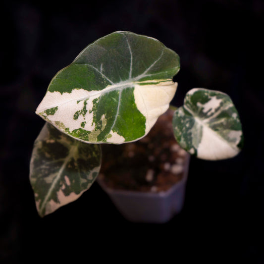 Alocasia 'Black Velvet' Pink Variegated - Starter Plant *Grower's Choice*