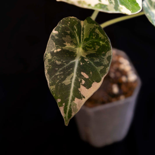 Alocasia 'Black Velvet' Pink Variegated - Starter Plant *Grower's Choice*