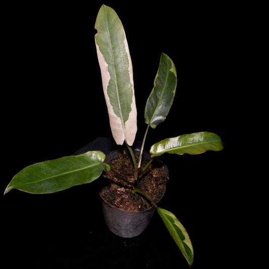 Philodendron Atabapoense Pink Variegated *Grower's Choice*