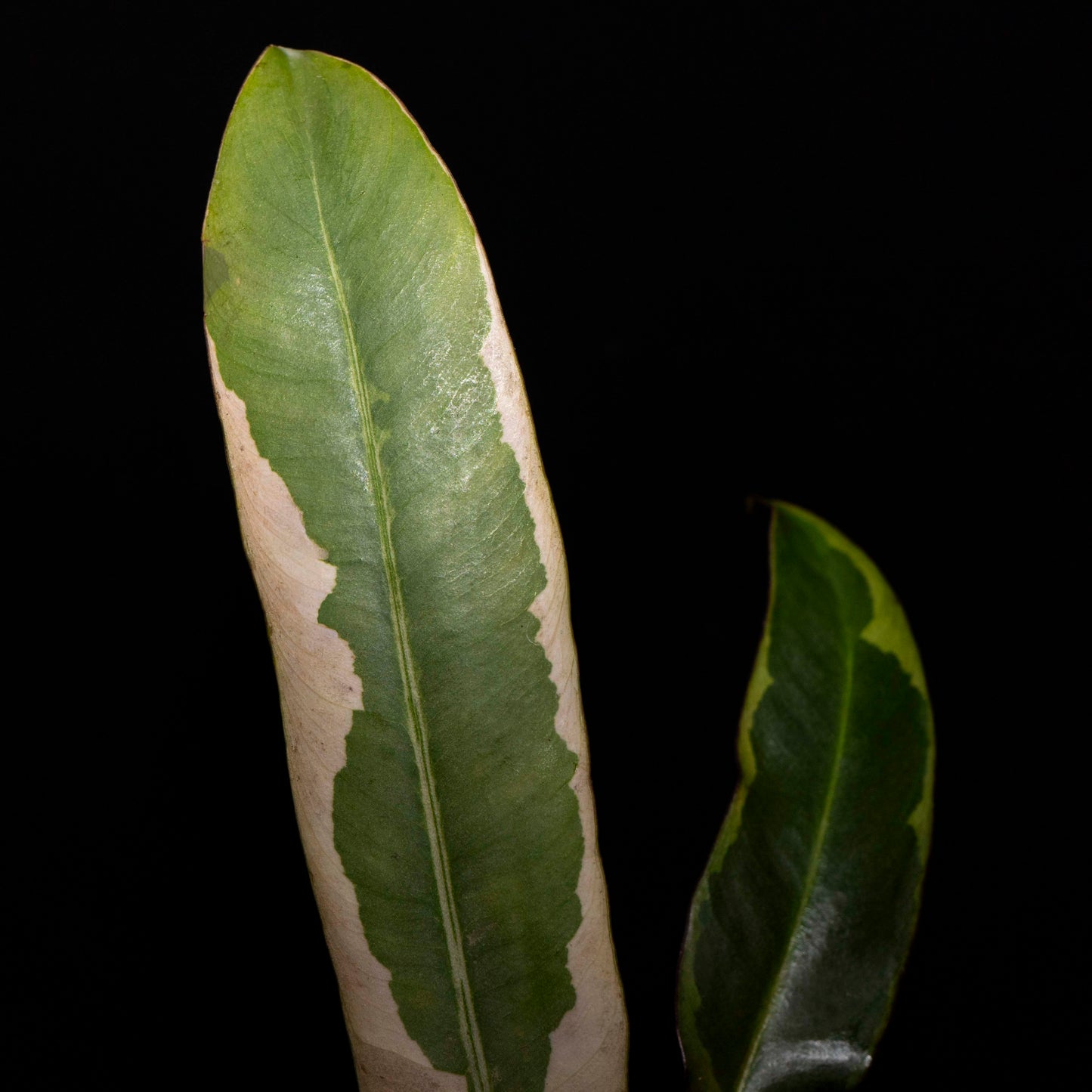 Philodendron Atabapoense Pink Variegated *Grower's Choice*