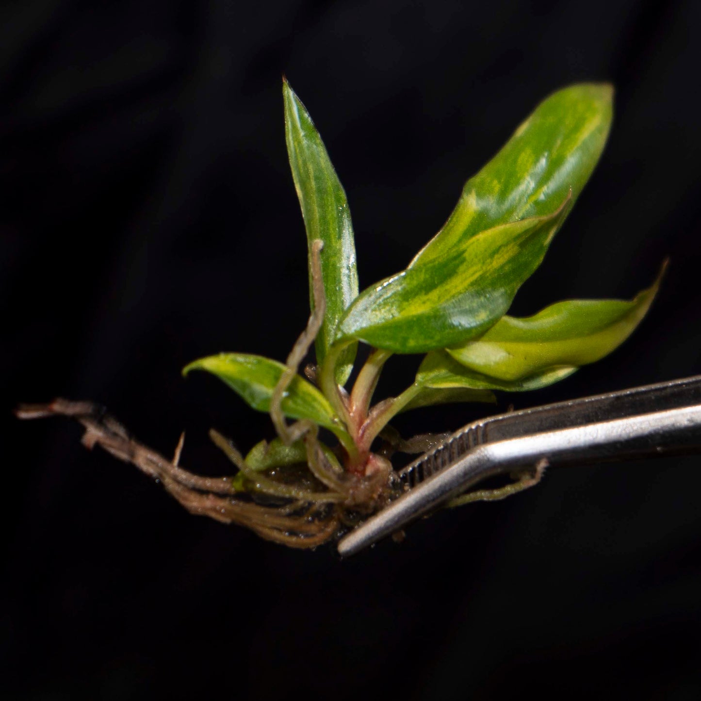 Philodendron Caramel Marble HIGH VARIEGATION - Tissue Culture Plantlet *Seller's Choice*