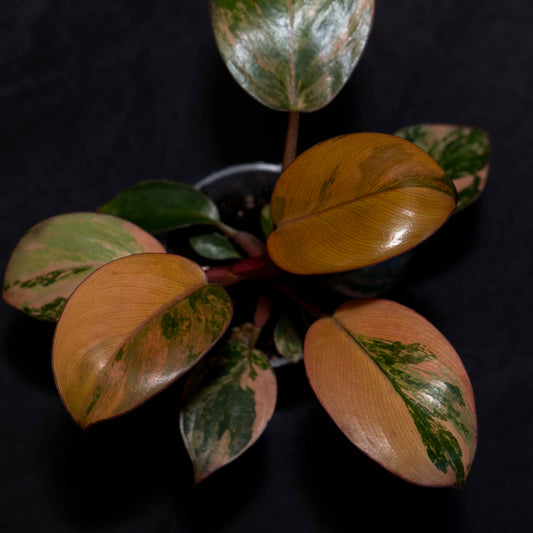 Philodendron Red Congo Variegated - *EXACT PLANT*