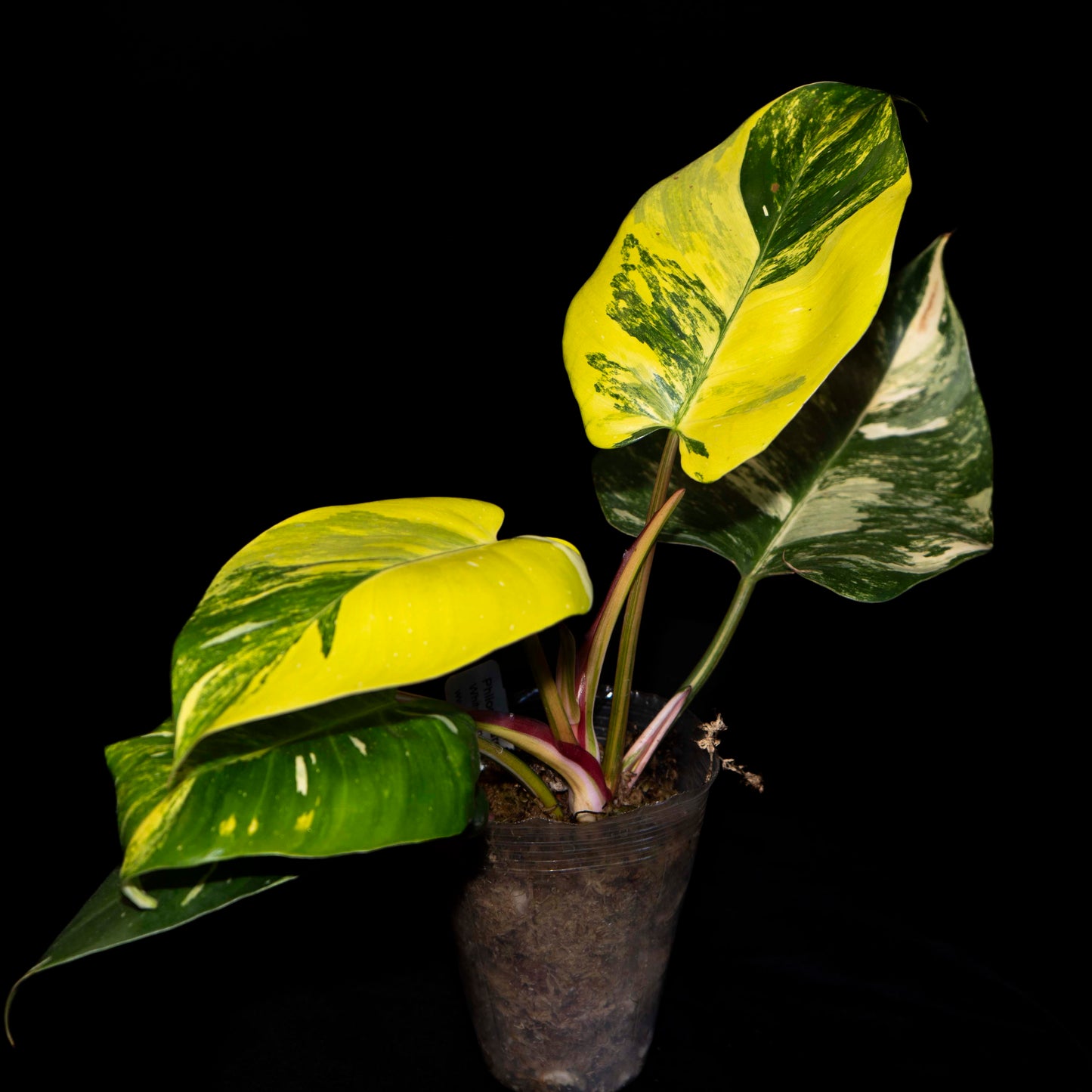 Philodendron 'White Princess' Aurea Variegata - *EXACT PLANT*