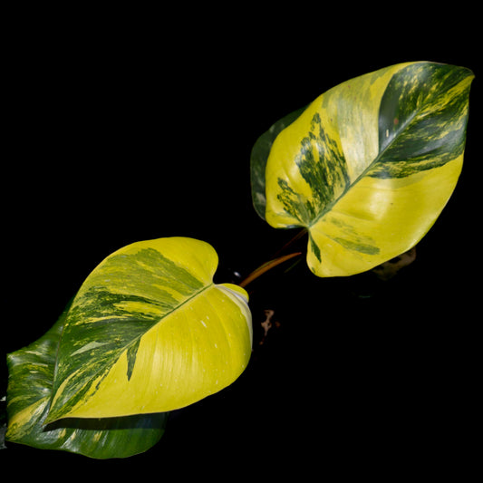 Philodendron 'White Princess' Aurea Variegata - *EXACT PLANT*