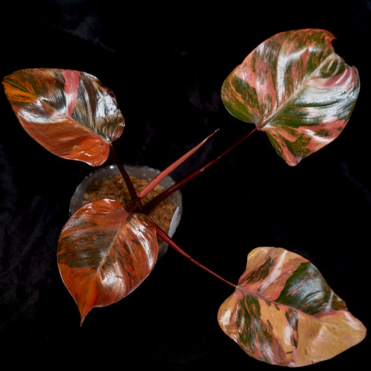Philodendron 'Fire Princess' *EXACT PLANT*